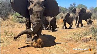 Crazy Elephant Up Close Moments. South Africa.