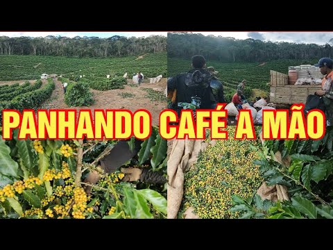 PANHANDO LAVOURA DE MÃO, SAFRA 2026,  SANTA MARGARIDA MG!