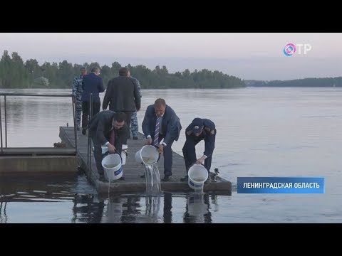 В Неву выпустили 90 тысяч особей атлантического лосося