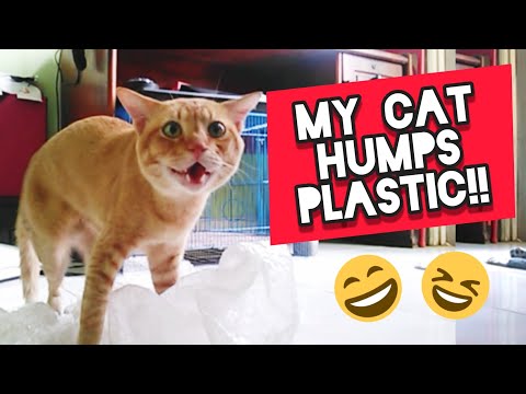 Cat Humps Plastic!! 😱 Why does my cat hump things?