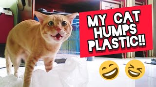 Cat Humps Plastic!! 😱 Why does my cat hump things?