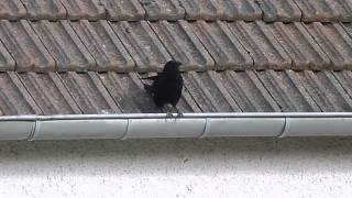preview picture of video 'Le corbeau sur le toit 2'