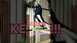 Download lagu KEREN‼️ Kacer GACOR ngipas-ngipas isian LOVEBIRD mp3