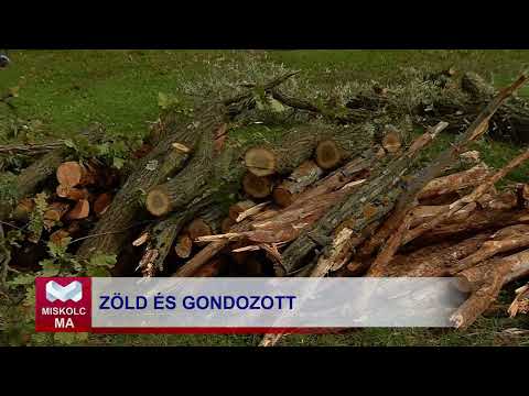 Videó előnézet
