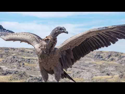 Quebrada del Condorito. Los reinos del Cóndor