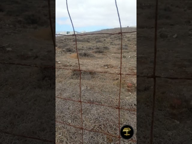 Lo absurdo del Gobierno de Canarias. Protegen un secarral abandonado