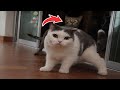 Why Are Cats Like This?