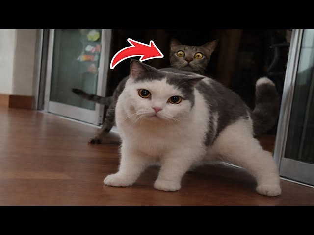 Why Are Cats Like This?