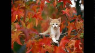 Kijk voor meer leuke videos van de herfst