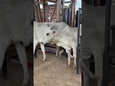 27 Vacas Nelores: 2.750 reais cada em Vista Serrana/ Paraíba. Whatsapp 84 99810 2784*#gado