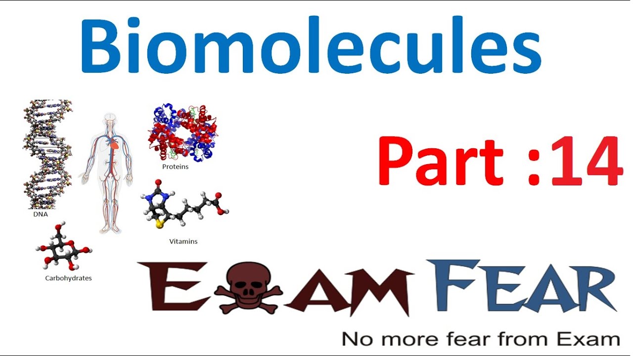 Biology Biomolecules Plants part 14 (Peptide bond, Fibrous, Globular protein) CBSE class 11 XI
