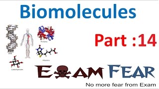 Biology Biomolecules Plants part 14 (Peptide bond, Fibrous, Globular protein) CBSE class 11 XI