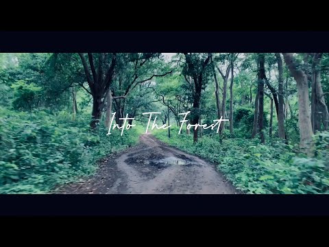 Xiaomi Mi 11 Lite Cinematic Footage 4k (Premiere Pro)
