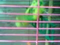 попугай Кеша сидит в клетке / parrot Kesha sits in a cage 