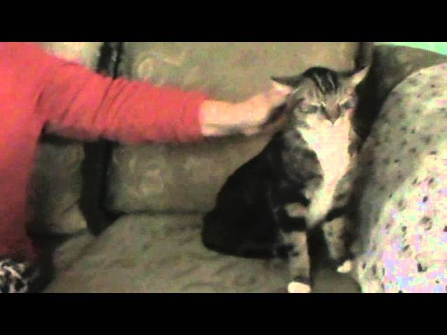 Vídeo relacionado con BRUBAKER Cashmirillo Bufanda de Mujer con Estampado de Gatos - 70 x 200 cm - Cálida y Acogedora - Bufanda de Lana para Otoño e Invierno - Tacto Suave de Cachemira - Negro y Beis