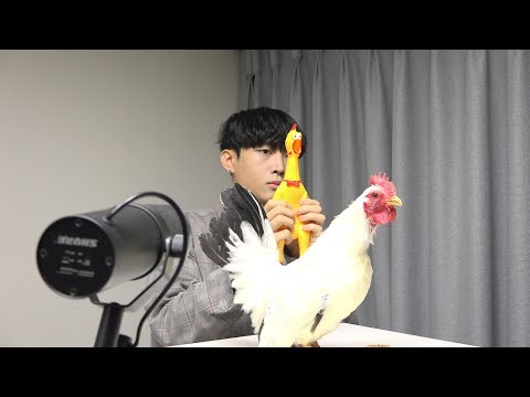 Toto – Africa ( Chicken cover )