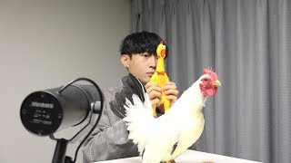 Toto - Africa ( Chicken cover )