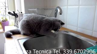 Gatto divertente gioca con gocce d&#39;acqua Depuratore acqua.Filtrazione acqua Assistenza tecnica