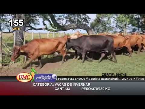 Lote 34 Vacas de invernar en Ituzaingó, Corrientes