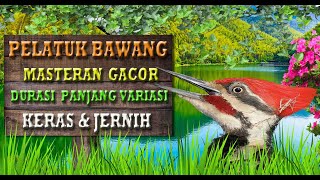 Download lagu Guru Vokal Burung - Masteran  Pelatuk Bawang Durasi Lama & Tajam mp3