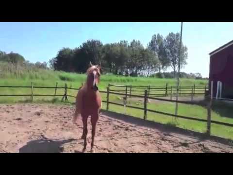 Valeria Bint Mangada