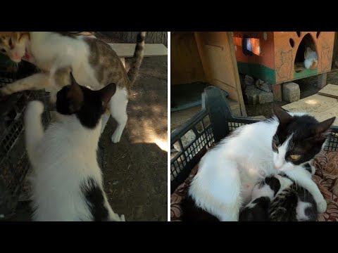 Mother Cat Attacks Everyone Approaches Her Baby Kittens - Except ME!