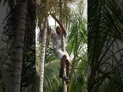 In Brazil, workers climb palm trees with a single piece of rope and a large knife to harvest #açaí.