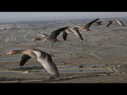 Les routes secrètes des oiseaux migrateurs