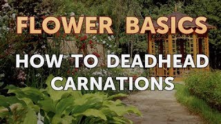 How to Deadhead Carnations