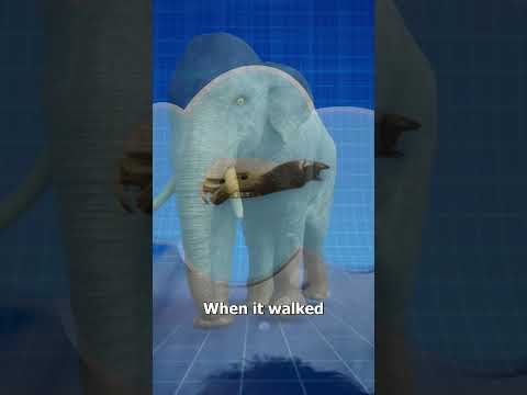 The Blind Men And The Elephant 🤔