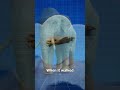 The Blind Men And The Elephant 🤔
