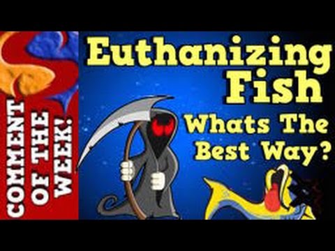 YouTube video about: How to euthanize a fish with baking soda?