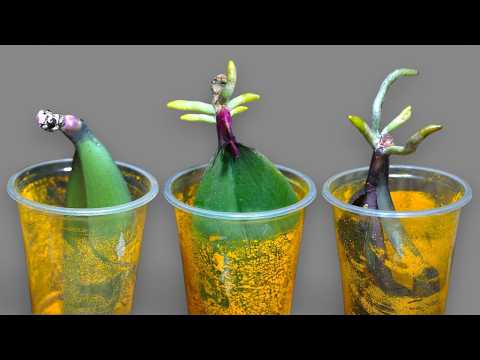 🌸Solo riso! Le foglie di orchidea sviluppano il 200% delle radici immediatamente e sbocciano supe...