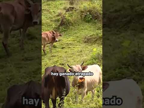 Colapso de la tierra en Vélez, Santander: familias afectadas y caminos destruidos