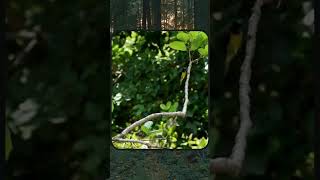 Download lagu Suara Pikat Burcil #pikatburung #pikatburcil #burcil #pikat #burung #burungkecil #liar mp3