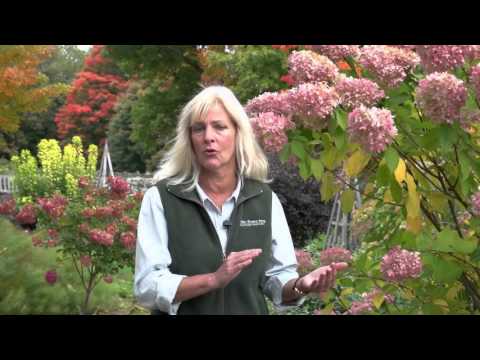 download lagu mp3 mp4 How And When To Prune Hydrangeas, download lagu How And When To Prune Hydrangeas gratis, unduh video klip How And When To Prune Hydrangeas