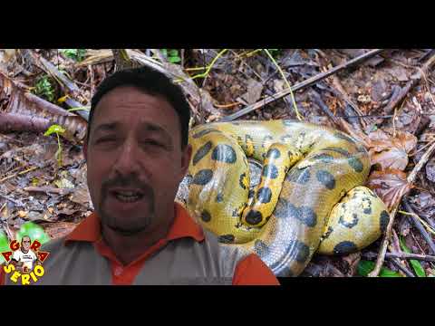 Defesa Civil de Juquitiba recebe denúncia de Anaconda em Juquitiba