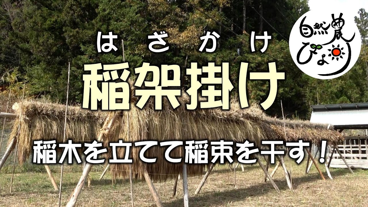 【自然農】稲架掛け(はざかけ) 稲木を立てる 稲束を干す（稲の育て方・栽培方法） 2022/11/7~22　[Natural farming] Rack for drying rice