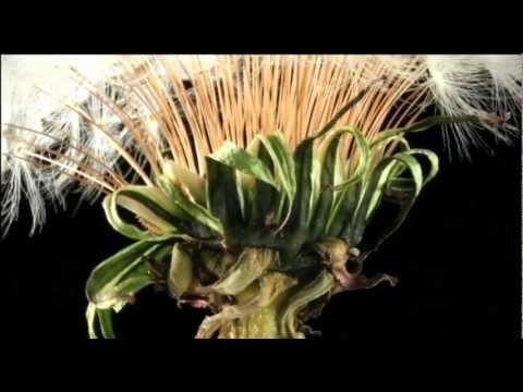 Animate Earth: Science, Intuition and Gaia