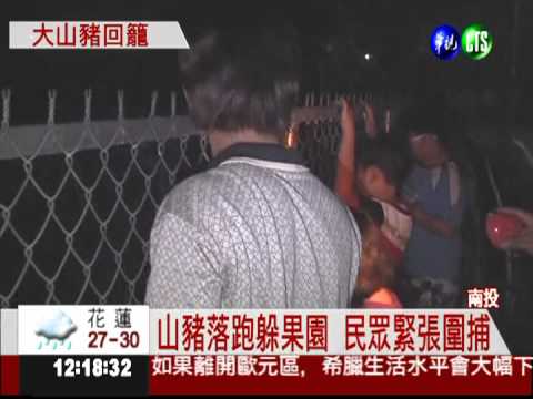 人豬大作戰! 注麻醉針擒山豬