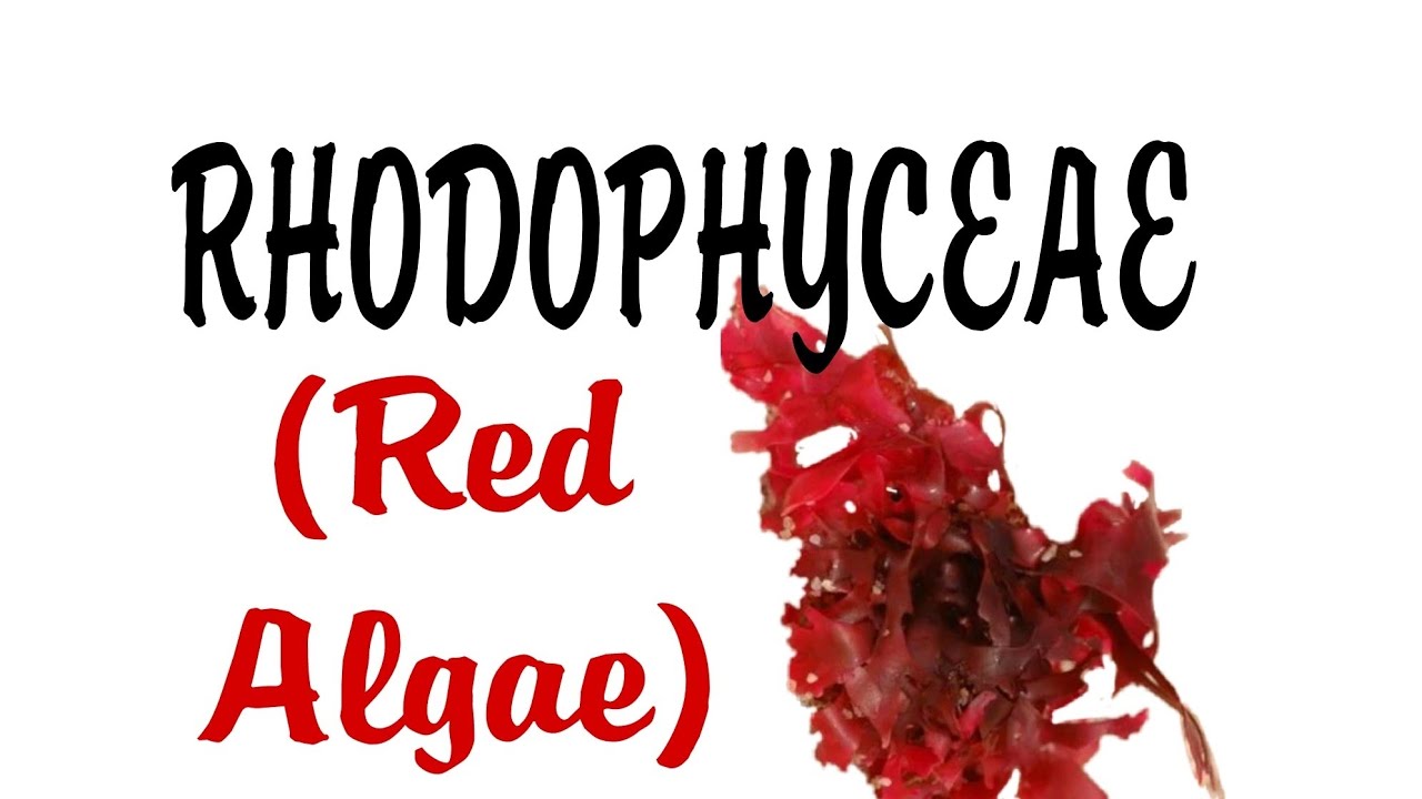 Learn About Rhodophyceae(Red Algae)#biologyoneshot #plantkingdom#Algae#class11#neet2024#cbse#biology