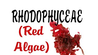 Learn About Rhodophyceae(Red Algae)#biologyoneshot #plantkingdom#Algae#class11#neet2024#cbse#biology