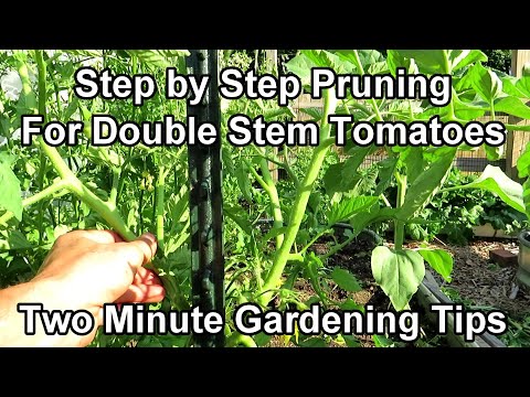 , title : 'A Double Stem Tomato Pruning Method - From Never Pruned to 2 Production Stems: Two Minute TRG Tips'