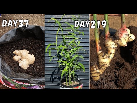 ジンジャー 植物