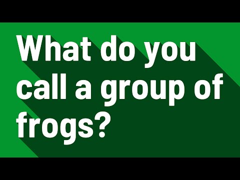 download lagu mp3 mp4 A Group Of Frogs Is Called, download lagu A Group Of Frogs Is Called gratis, unduh video klip A Group Of Frogs Is Called