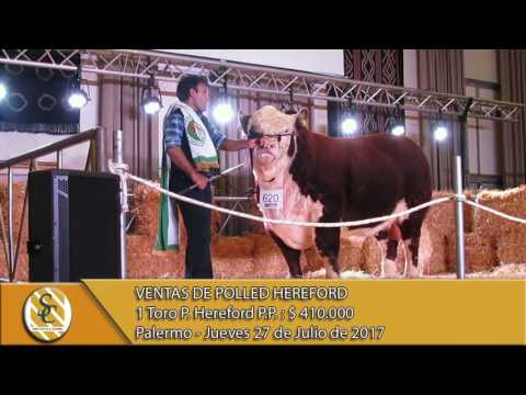 27-07-17 Venta de Toros P. Hereford P.P. - Palermo.