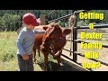 Getting a Dexter Family Milk Cow?
