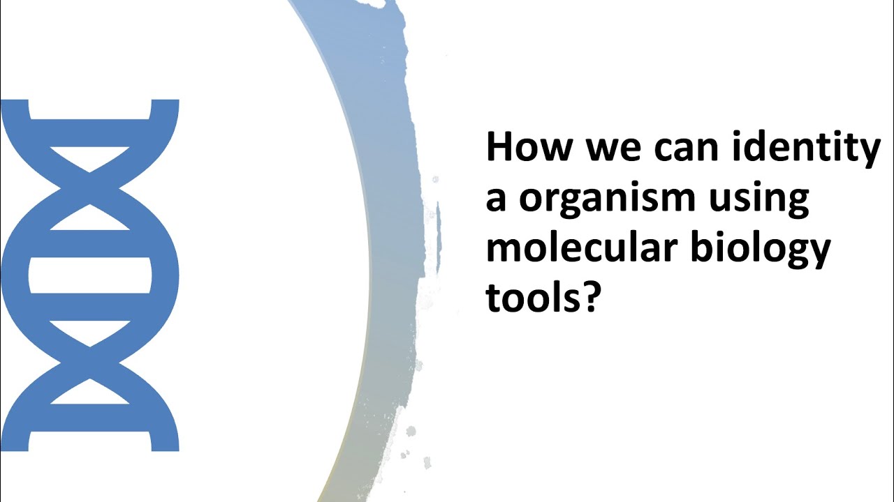 How we can identity a organism using molecular biology tools?