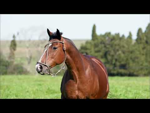 Lote 19 - Basca Dora