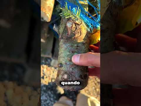 Tree Acne utile